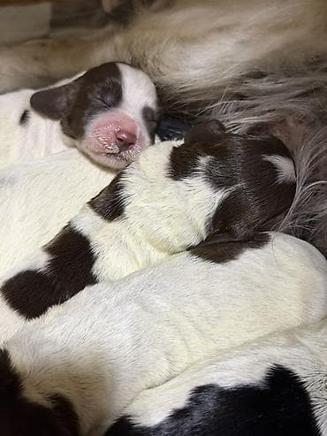 собака для ахоты: Русский охотничий спаниель! Предлагаются к бронированию щенки — 7