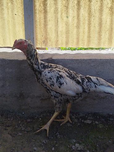 шотландская кошка цена бишкек: Продаю | Петух — 5