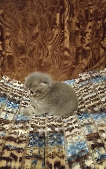 Отдам даром кошку: Кошка даром: Британская короткошёрстная, 2 месяца, Мальчик — 2