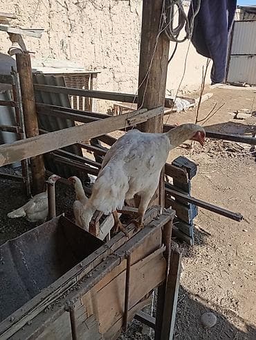 Ветеринар кызматы: Курочка 6 месяц. один штук — 3