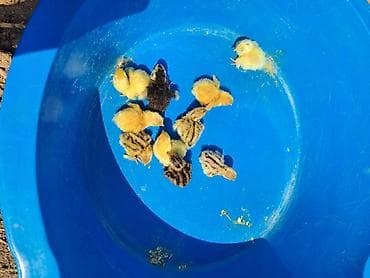 павлин бишкек: Бөдөнүн балапандары сатылат!!! алрес Бишкек мкр Тунгуч. Продаю!!! — 6