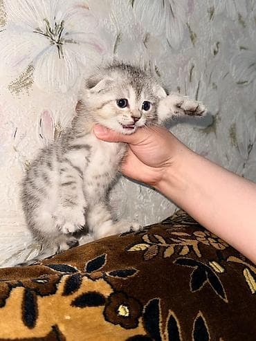 сиамская кошка стоимость: Скотиш Фолд (Шотландская вислоухая), 1 месяц, Мальчик, Серый — 9