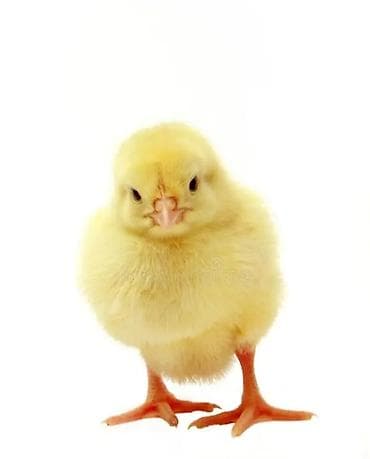 С/х животные и товары: Продаю | Цыплята | Хай-Лайн Браун | Несушки — 1