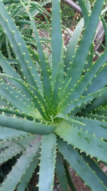 аихризон купить: Продаю алоэ.Лечебный на лекарство. Один большой лист 40 сом.Большие — 1