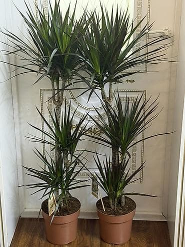 тещин язык цветок: Драцена маргината в горшке - Эффектные комнатные деревца с — 2