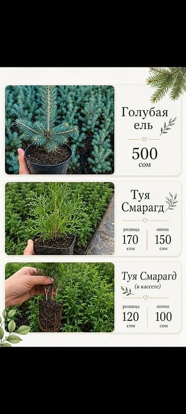 Рассада декоративных растений в кассетах и в горшках - Туя смарагд