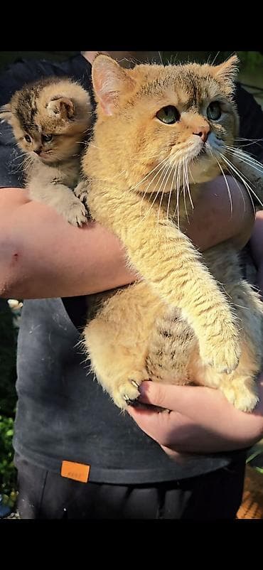гостиница для кошек: Шотландские котята от красивой пары. Scottish fold и straight — 9