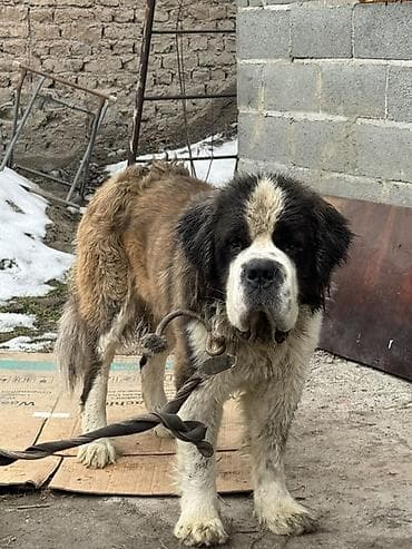 сенбернар купить: Вязка: Сенбернар, Самец, 2 года, С прививкой — 1