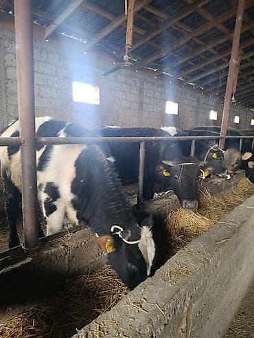 уй животных: Продаю | Бык (самец) | Алатауская | На откорм | Привязанные — 5