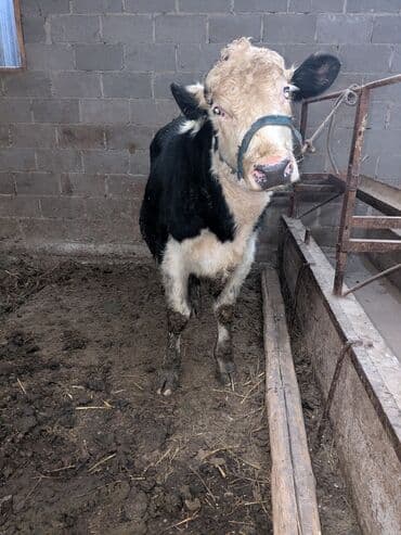 купить собаку хаски: Продаю | Бык (самец) | На откорм — 1