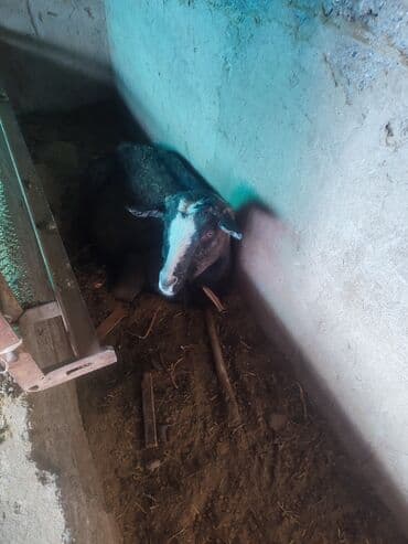 Саан эчкилер сатылат