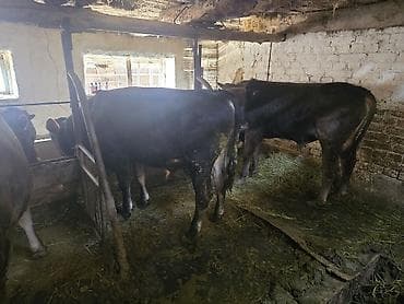 продаю корову с теленком: Продаю | Бык (самец) | На откорм | Привязанные — 4