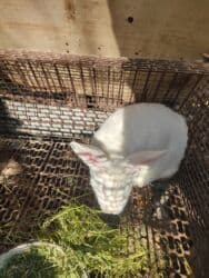 в связи с переездом отдам попугая жако в добрые руки: Продаю | Крольчиха (самка), Кролик самец | Для разведения — 2