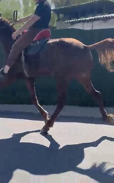 рыба маринка: Продаю | Жеребец | Кара Жорго | Конный спорт | Племенные, Осеменитель — 2