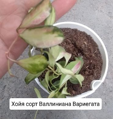 эвелины цветы: Продаю Хойя горшки двойные — 6