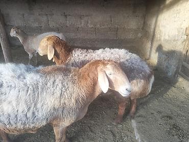 нубийская коза: Продаю | Овца (самка) | Для разведения | Матка — 2