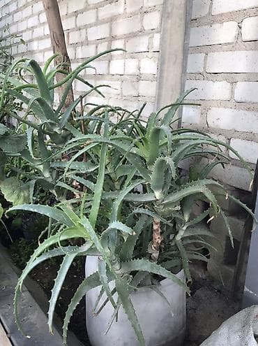 открытый: Алоэ (суccулент, декоративно‑лекарственное растение) в горшках — 2