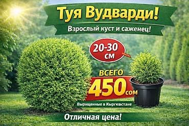 купить тую: Саженцы деревьев: Туи — 6