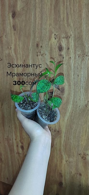 фикус триангулярис: Комнатные растения — саженцы и черенки. 1) Живое дерево (лечебное) — — 6