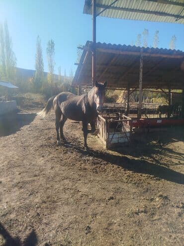 домик для кота: Сатам | Бээ (ургаачы) | Жумушка — 4