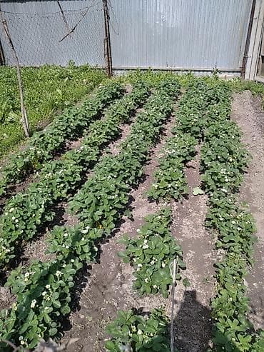 Башка азыктануучу азык-түлүктөр: Кулпунай — 1