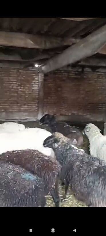 продажа щенков немецкой овчарки с документами в бишкеке: Продаю | Овца (самка) | Матка — 4