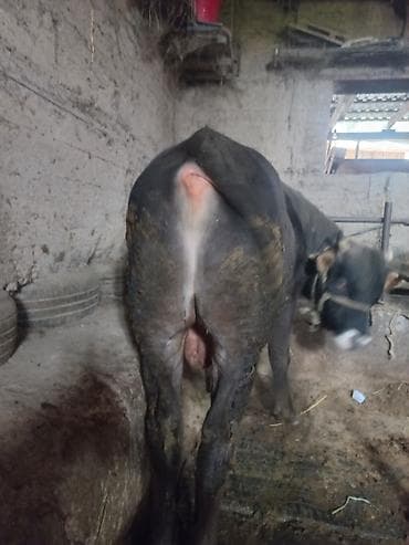 жылкы жаныбар: Сатам | Бука (эркек) | Бордоп семиртүү үчүн | Байланган — 2