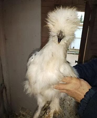 цесарка яйца купить: Продаю | Куры, Петух — 2