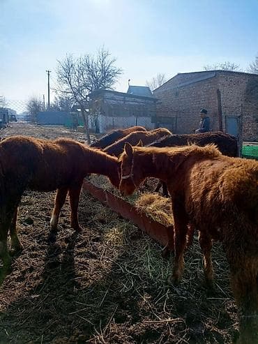 Продаю | Жеребенок | Для разведения