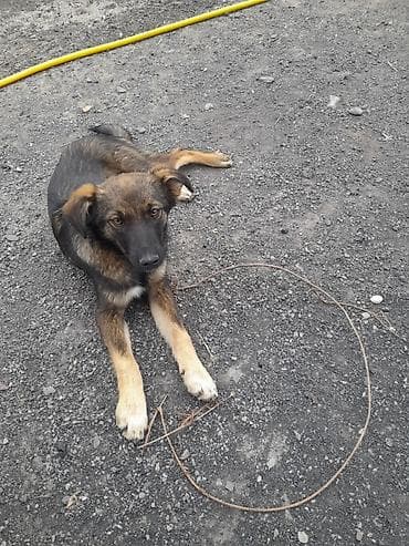 Продажа собак: 2 самки,5 месяцев. Очень хороший и дружелюбный характер. Отдаём в — 2