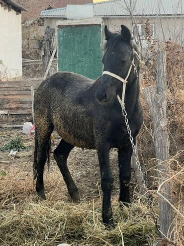 в связи с переездом отдам попугая жако в добрые руки: Продаю | Кобыла (самка) | Полукровка | Рабочий — 3