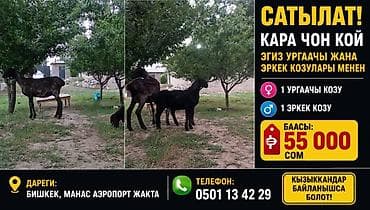 манчкин кот цена бишкек: Продаю | Баран (самец) | Для разведения | Осеменитель — 2