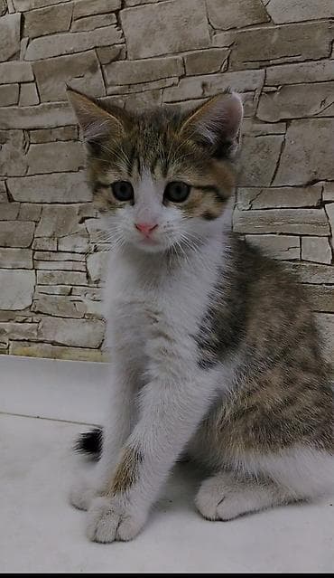 где можно взять кошку: Котёнку 2 месяца, к лотку приучен ещё с первого месяца. Кушает корм — 3