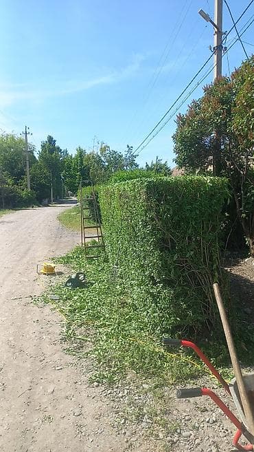 колю дрова: Стрижу живой изгородь цена договорная Живу Беловодске работаем на — 2