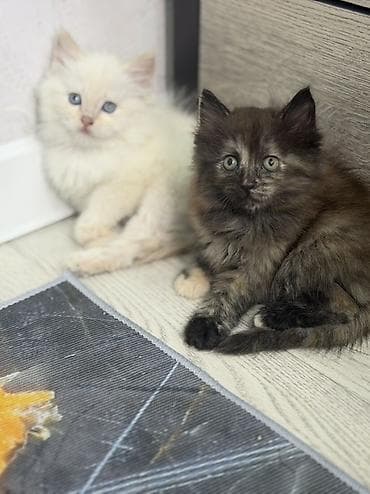 Мышыктар: Котята домашние, короткошёрстные. В помёте два малыша: - Окрас — 5