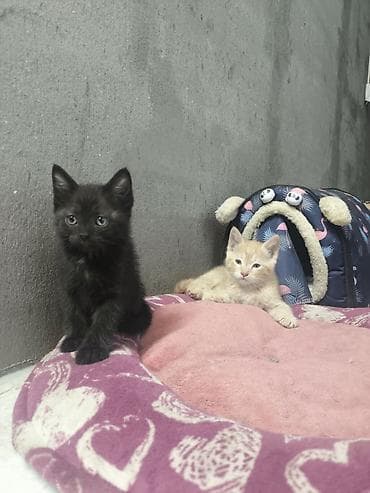 Кошки: Котята домашние в добрые руки!!!!!, помёт из двух малышей: - Черный — 5