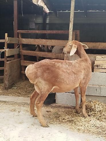 балык кумара: Продаю | Овца (самка) | Полукровка | Для разведения | Племенные — 3
