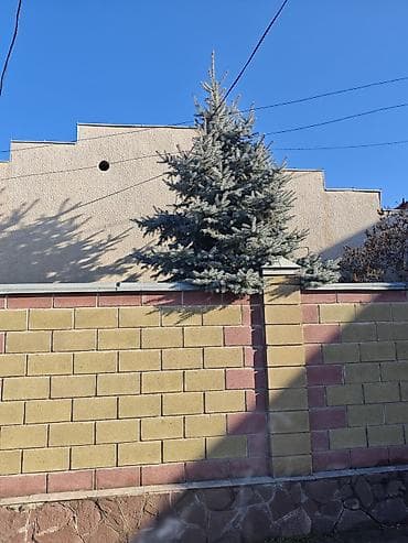Ель голубая (Picea pungens ‘Glauca’) для ландшафта - Порода: ель