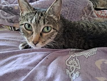 Мышыктар сатылат: Кошки и котята – домашние любимцы - На фото несколько кошек разного — 4