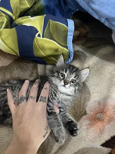 кошка жалал абад: 2 айлык, Ургаачы, Лотокко барууга үйрөтүлгөн — 2