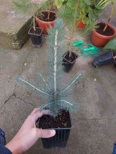 купить декоративные деревья: Ель голубая Саженцы голубой ели продаю ель голубая в контейнере — 1