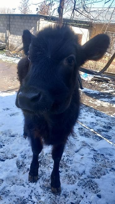 Продаю | Музоо, торпок | Полукровка | На откорм | Привязанные