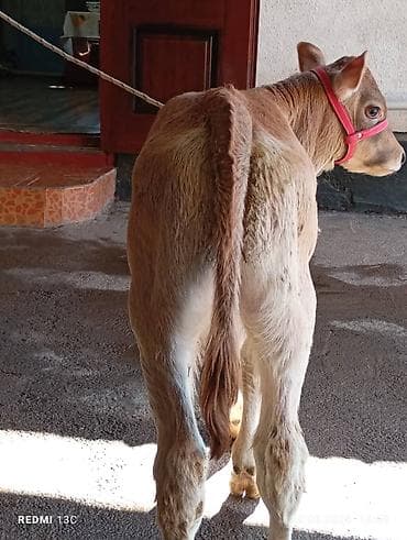 Продаю | Музоо, торпок | На откорм | Привязанные at lalafo.kg Продаю | Музоо, торпок | На откорм | Привязанные