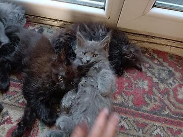 кошку: Котята мейн-кун - Окрас: чёрный дым, чёрный; есть котята — 8