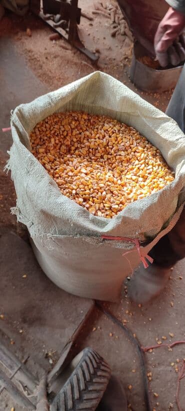 продаю в связи с переездом: Продаю сухую кукурузу в зёрнах сорт Пионерготовые уже затареные в — 2