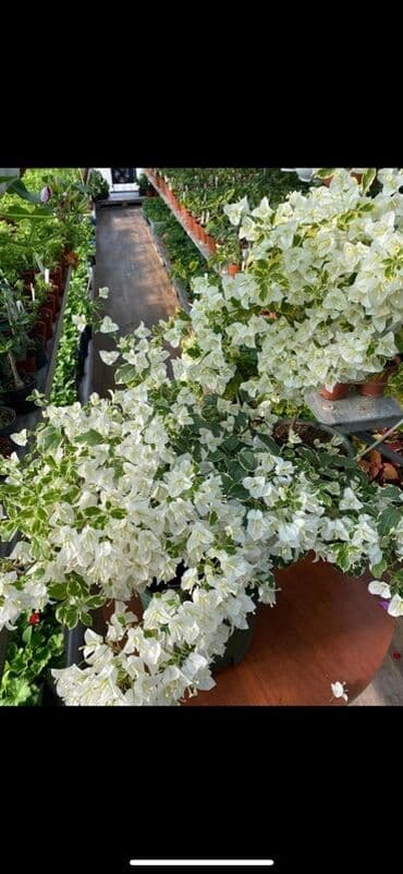 клематис бал цветов купить: Бугенвиллия в горшке (разные окраски прицветников) - Вид — 13