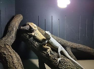 корм для ящериц: Бородатые агамы (Pogona vitticeps) — яркие морфы Описание: - Домашние — 2