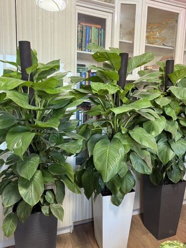 куплю рассаду клубники: Эпипремнумдар жана сциндапсустар — 2