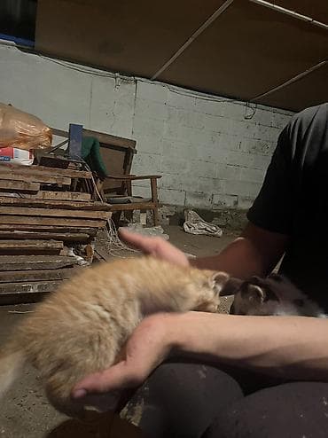 кошка породистый: Бесплатно. - Трёхцветные (черно-рыже-белые) с выразительными — 10