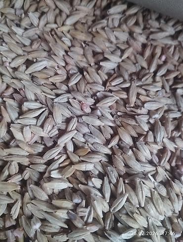 Корма для с/х животных: Продается ячмень сорт НУТАНС — 3
